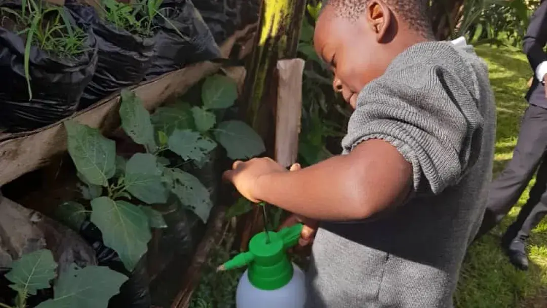 Progress of our vegetable garden