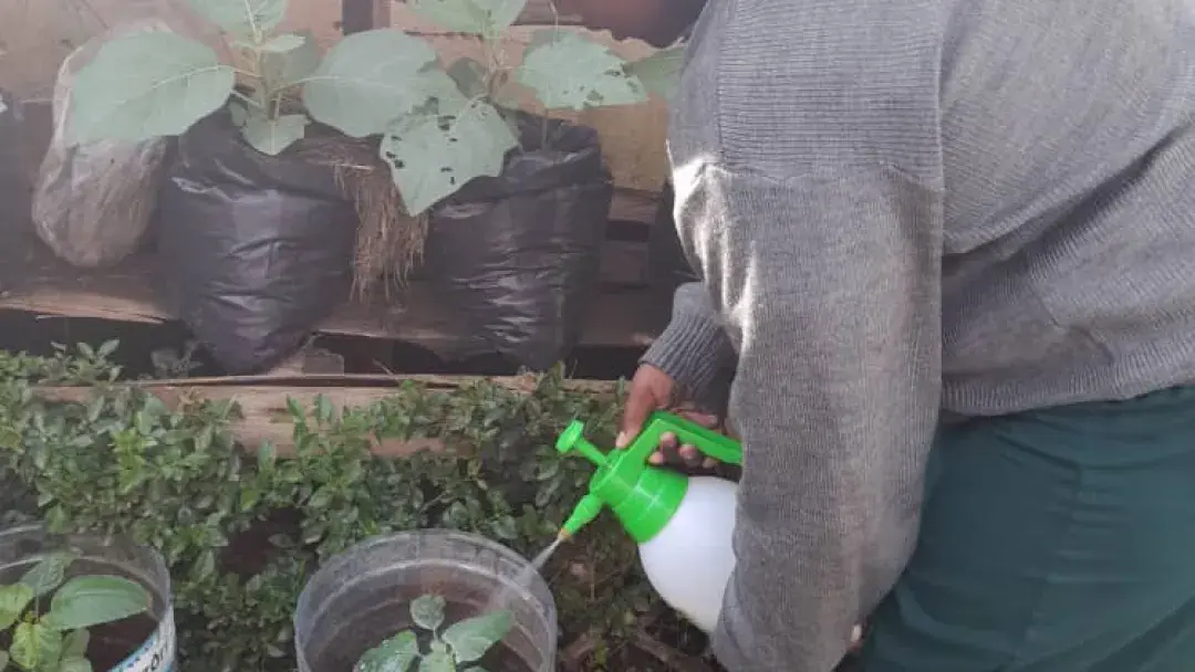 Progress of our vegetable garden