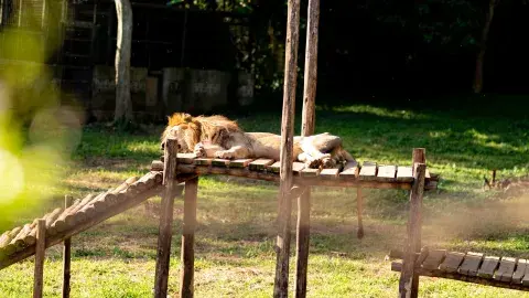 Lion sleeping