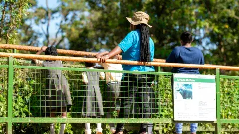 Pupils viewing animals