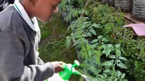 Progress of our vegetable garden
