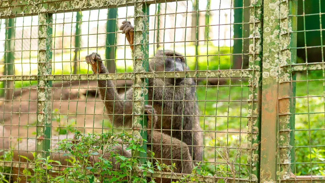 Baboon