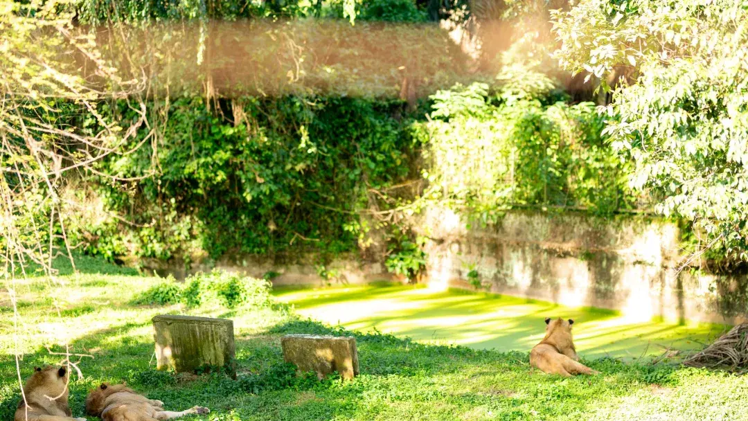 Lions