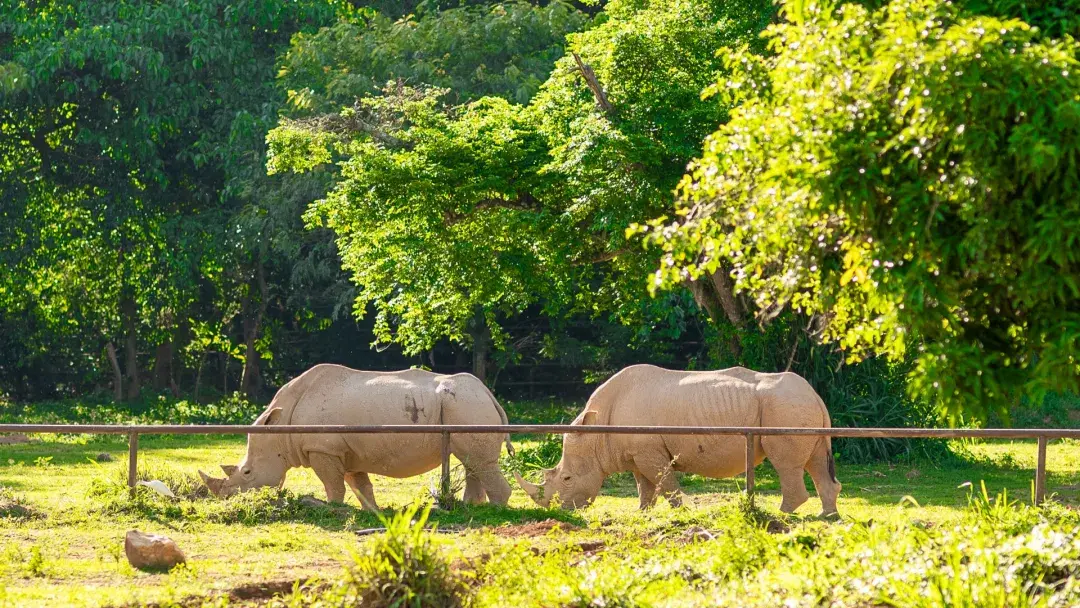 Rhino