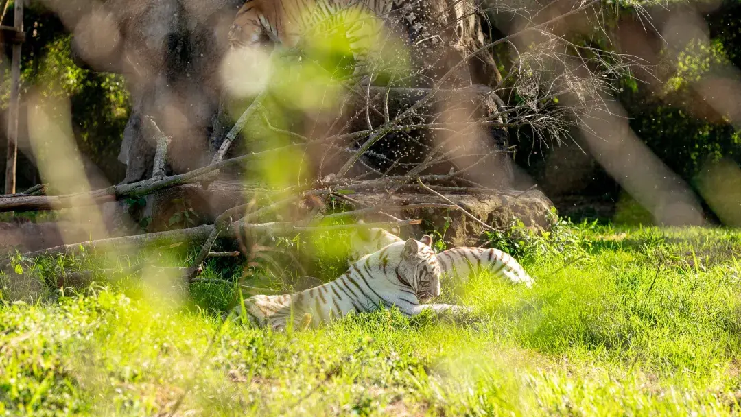 Tigers