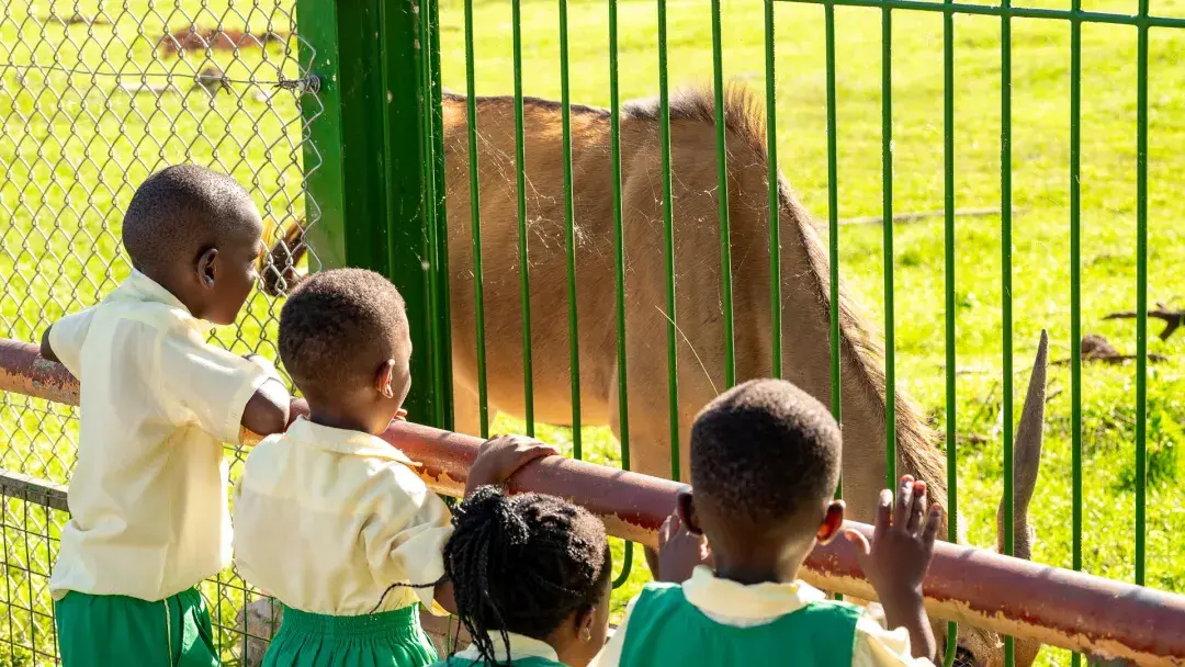 Viewing animals