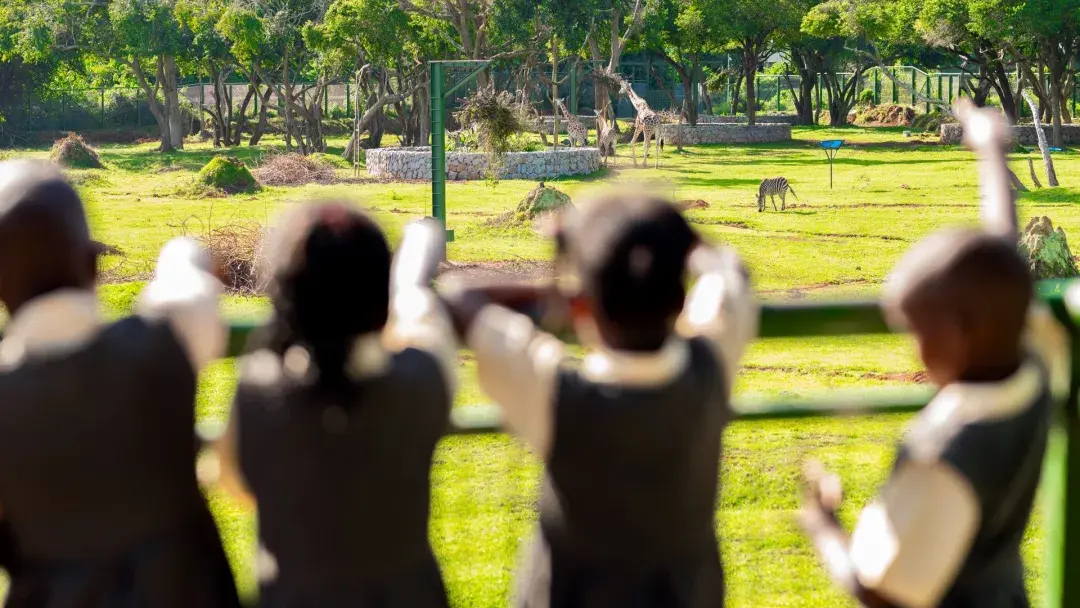 Viewing giraffes