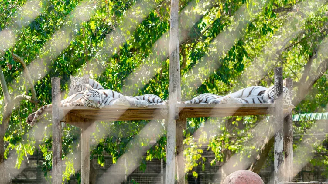 White tigers