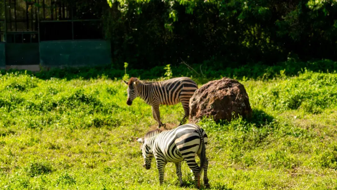 Zebra