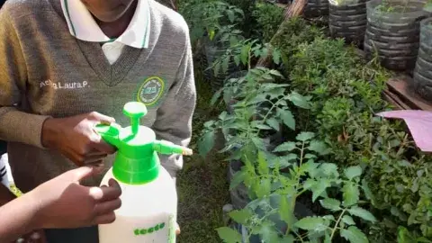 Progress of our vegetable garden